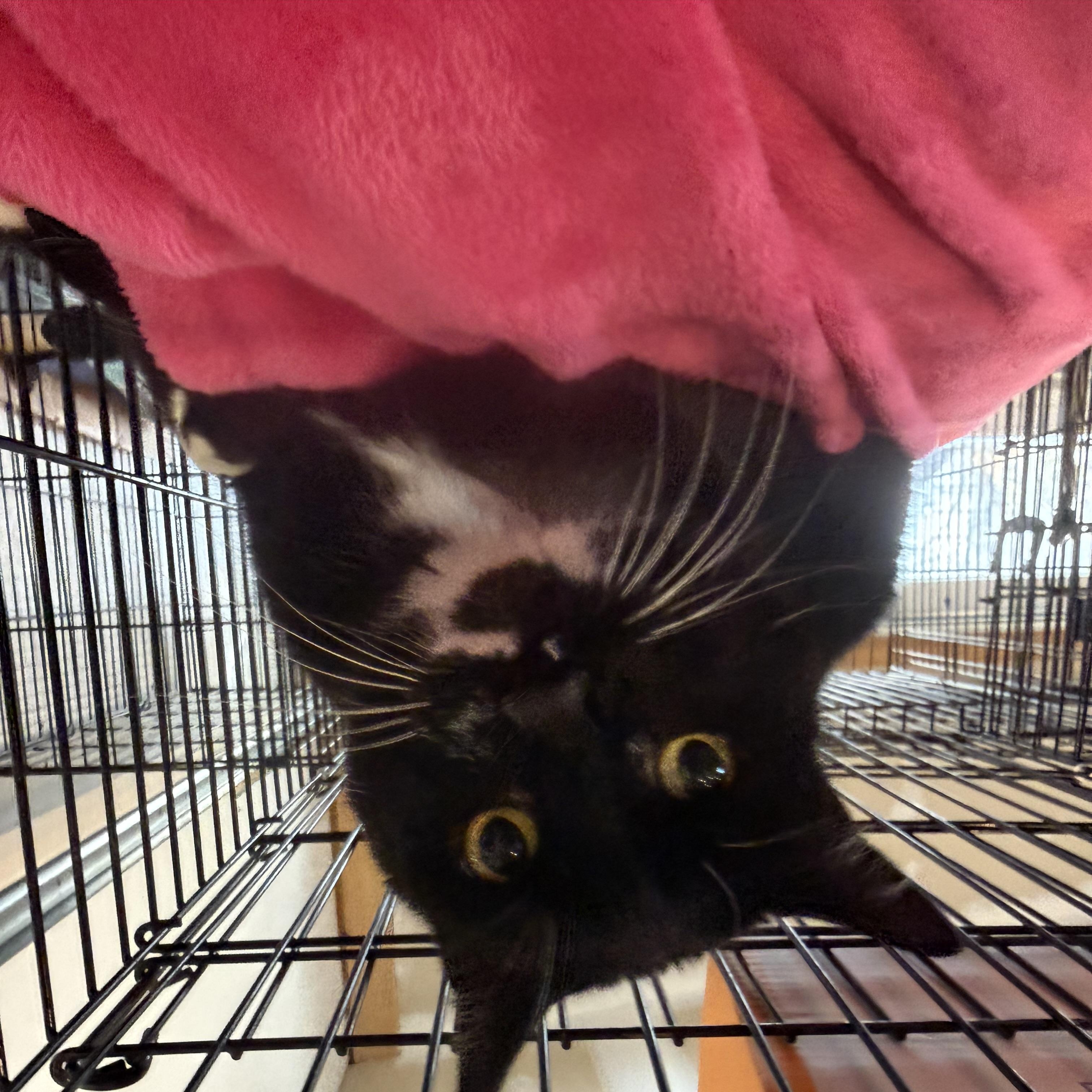 Enlarge Shelly, a ADOPTABLE mixed breed in Butte, MT image 4/4