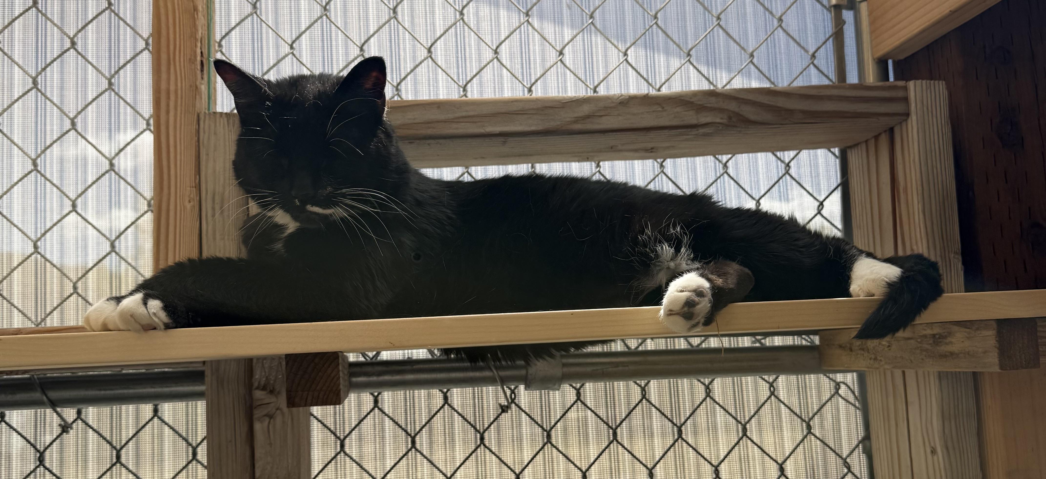 Enlarge Shelly, a ADOPTABLE mixed breed in Butte, MT image 2/4