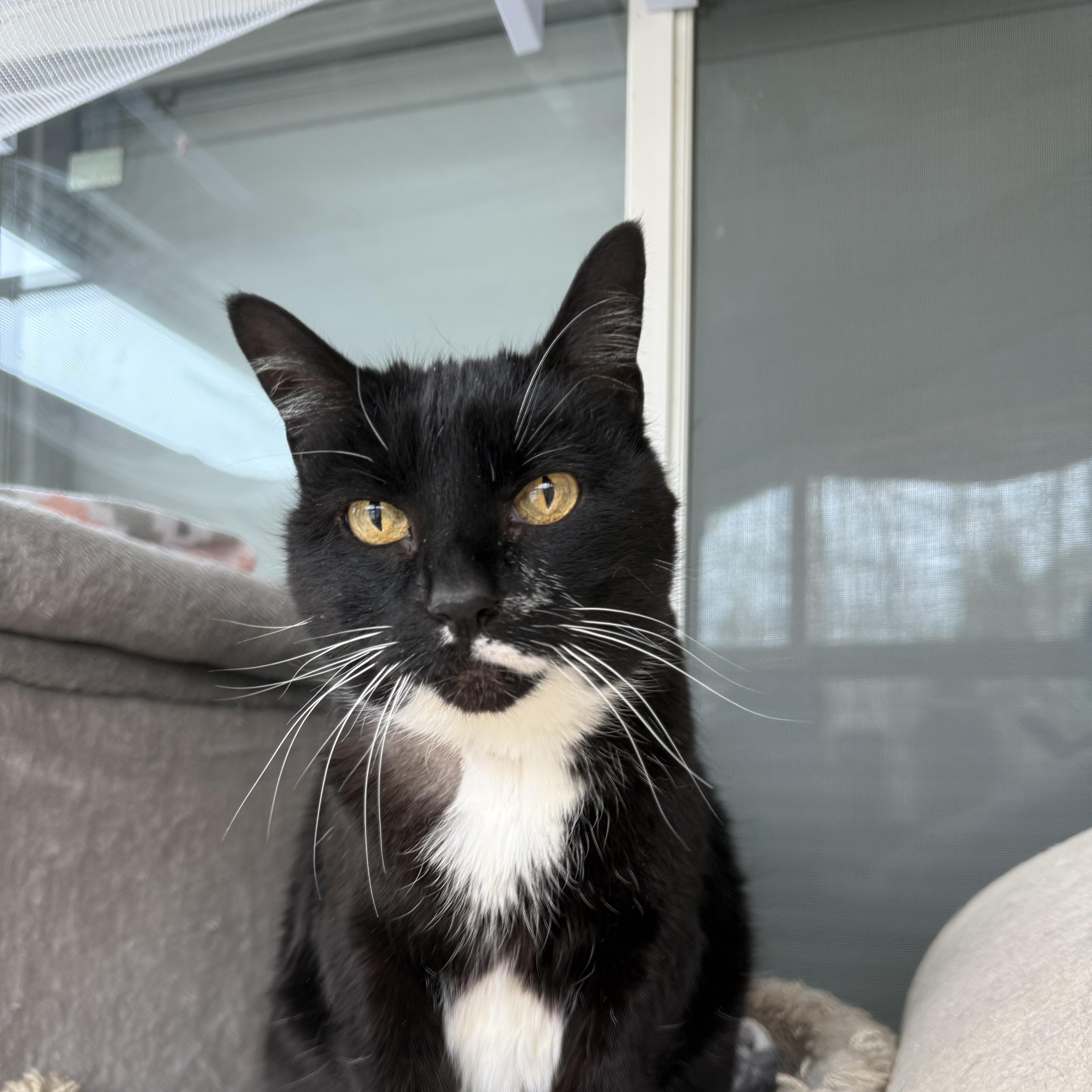 Shelly, ADOPTABLE, Adult Female Domestic Short Hair.