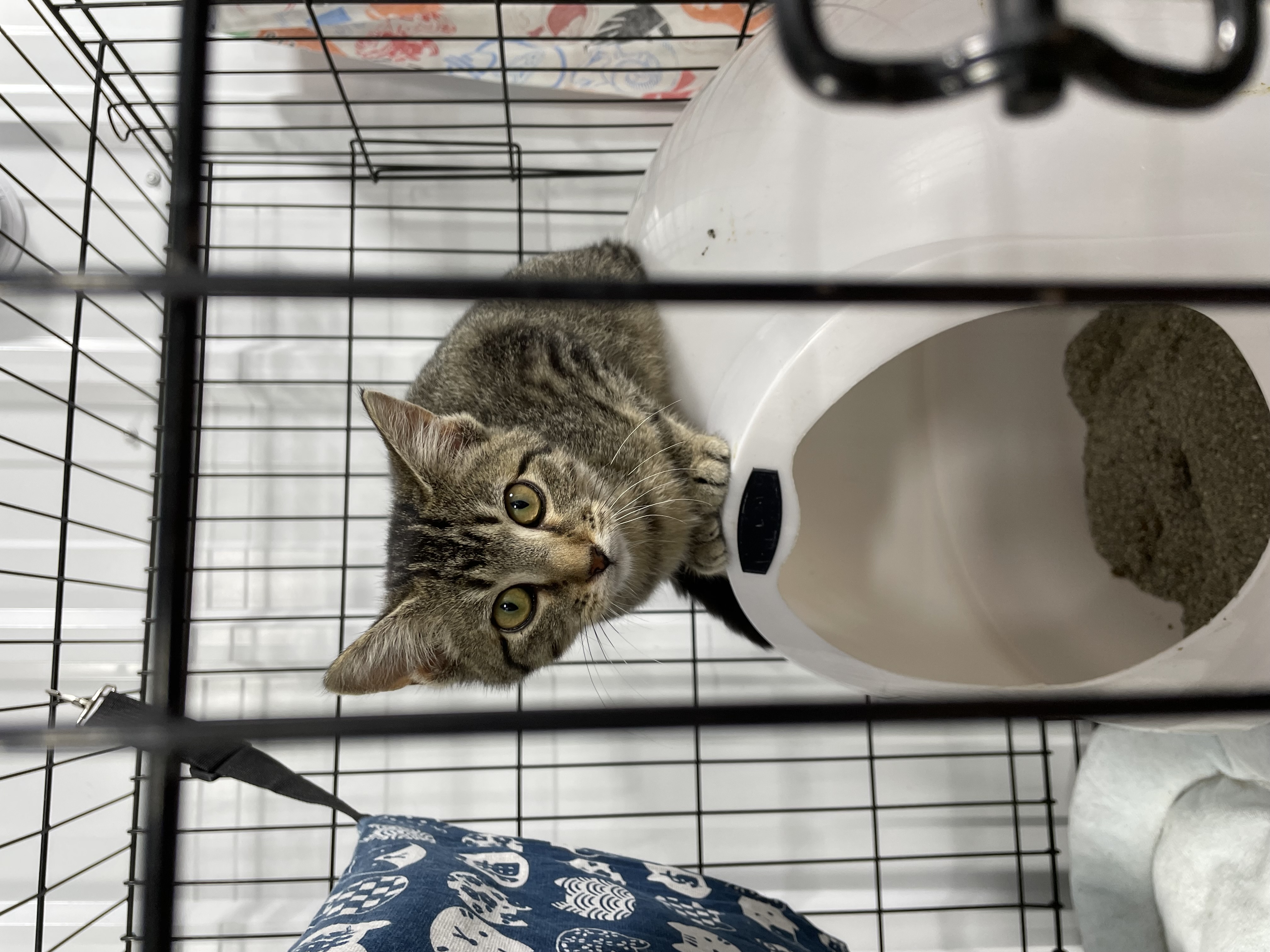 Cat for adoption Ike, a Tiger in Le Mars, IA Petfinder