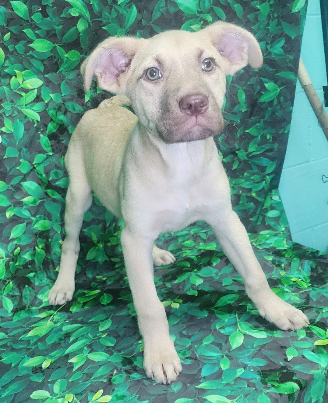 260555 Crunchie, a Adoptable mixed breed in Wetumpka, AL image 1/3