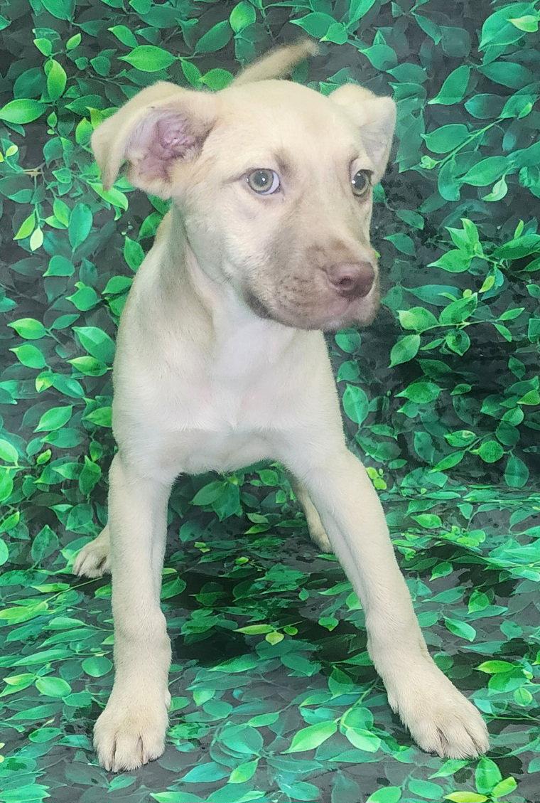 260555 Crunchie, a Adoptable mixed breed in Wetumpka, AL image 2/3