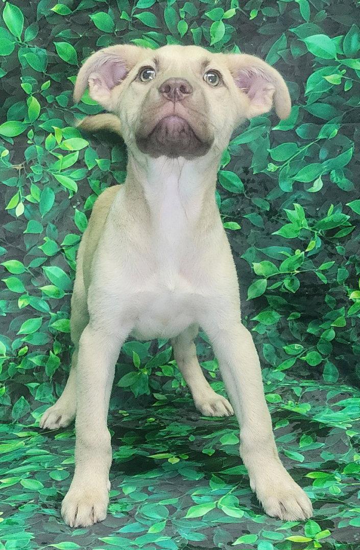 260555 Crunchie, a Adoptable mixed breed in Wetumpka, AL image 3/3