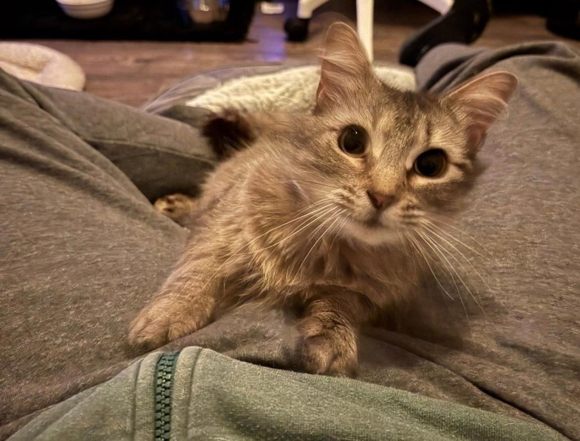 Matilda (FTA), Adopted, Adult Female Tabby & Domestic Medium Hair.