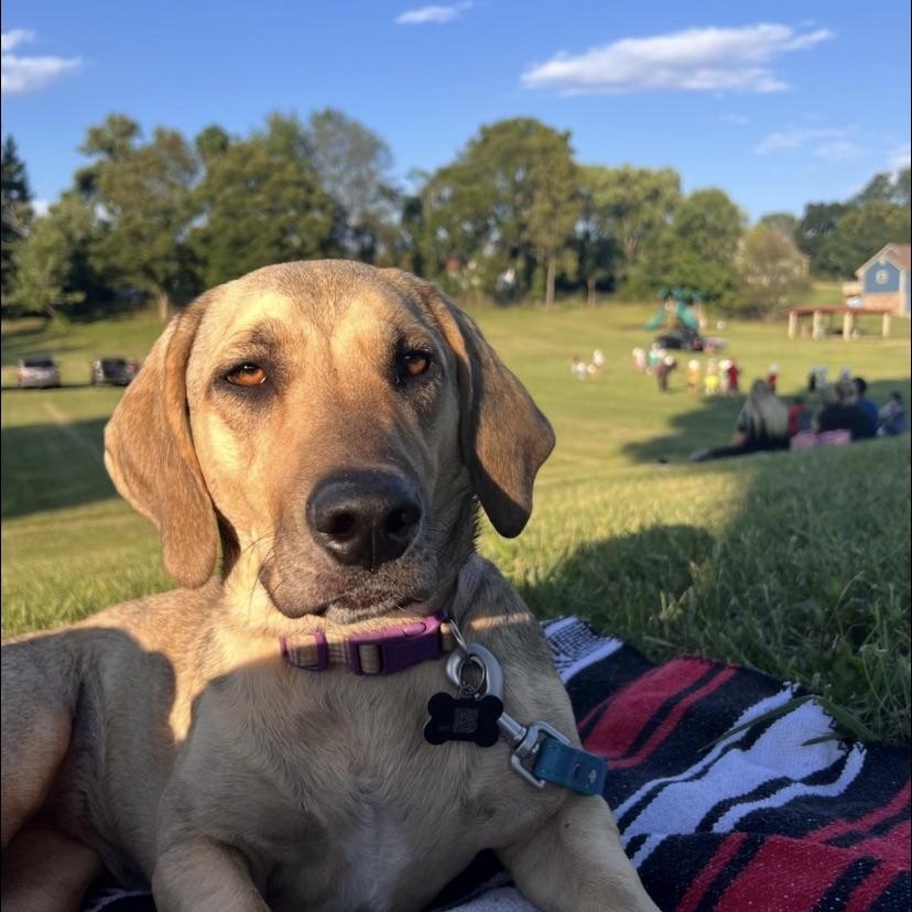 Willow/Daisy, Adoptable, Adult Female Basset Hound.