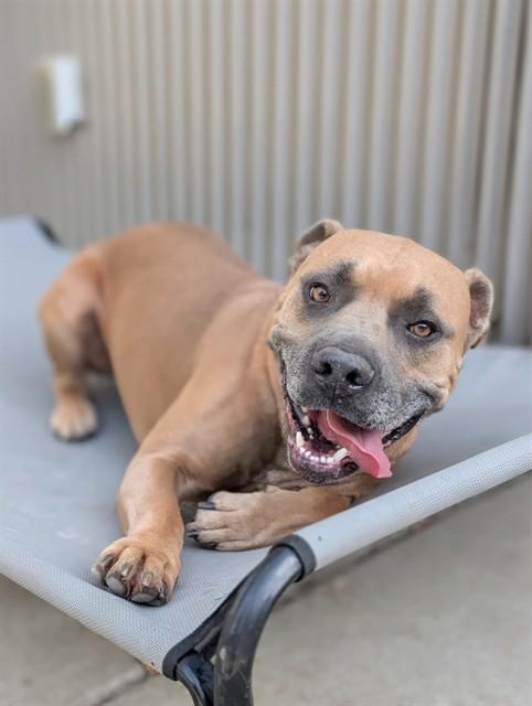 SCOOBY, Adoptable, Adult Male Pit Bull Terrier.