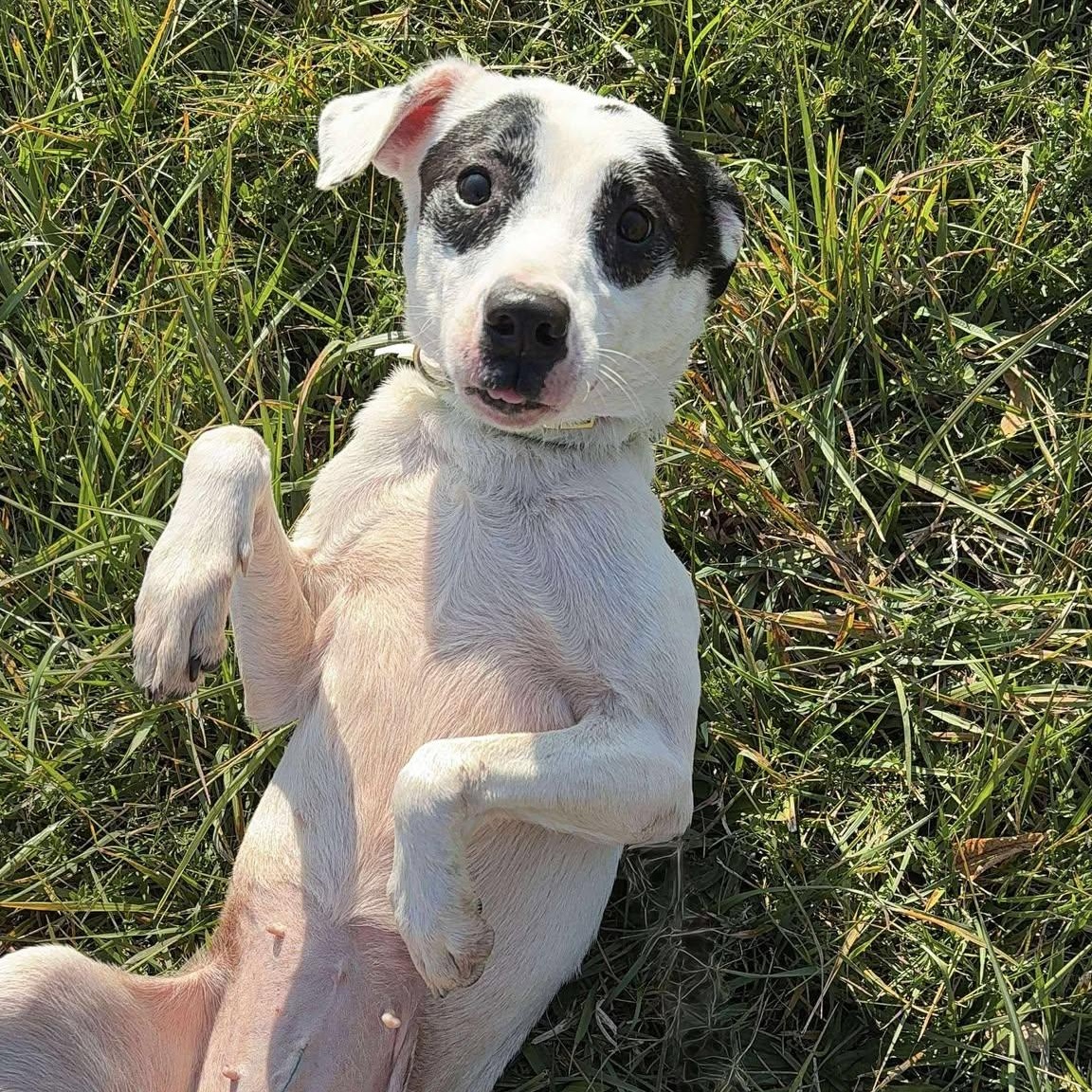 Gracie, Adoptable, Adult Female Pit Bull Terrier.