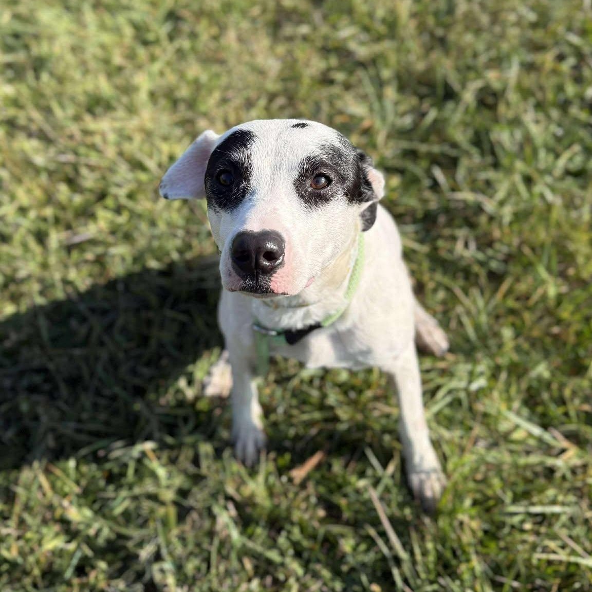 Enlarge Gracie, a Adoptable mixed breed in Alma, MI image 2/2