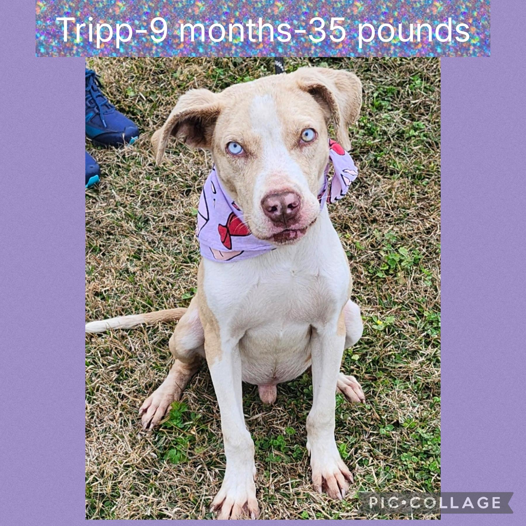 Tripp, ADOPTABLE, Young Male Catahoula Leopard Dog.