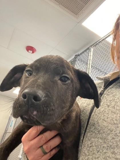 Enlarge Willowbee, an adopted mixed breed in Batavia, OH image 1/1