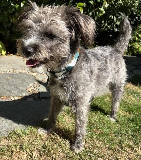 Patty, Adoptable, Adult Female Poodle & Schnauzer.