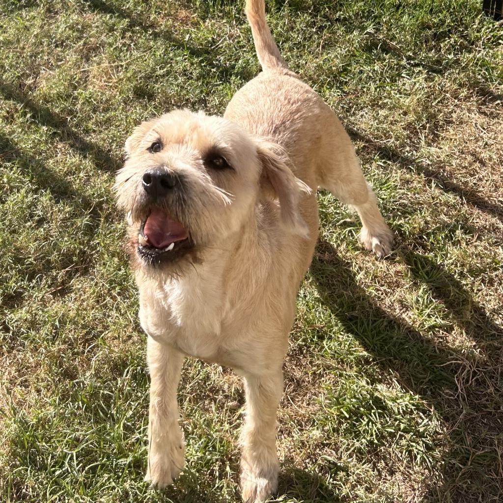 Megan, a Adoptable mixed breed in Houston, TX image 1/6