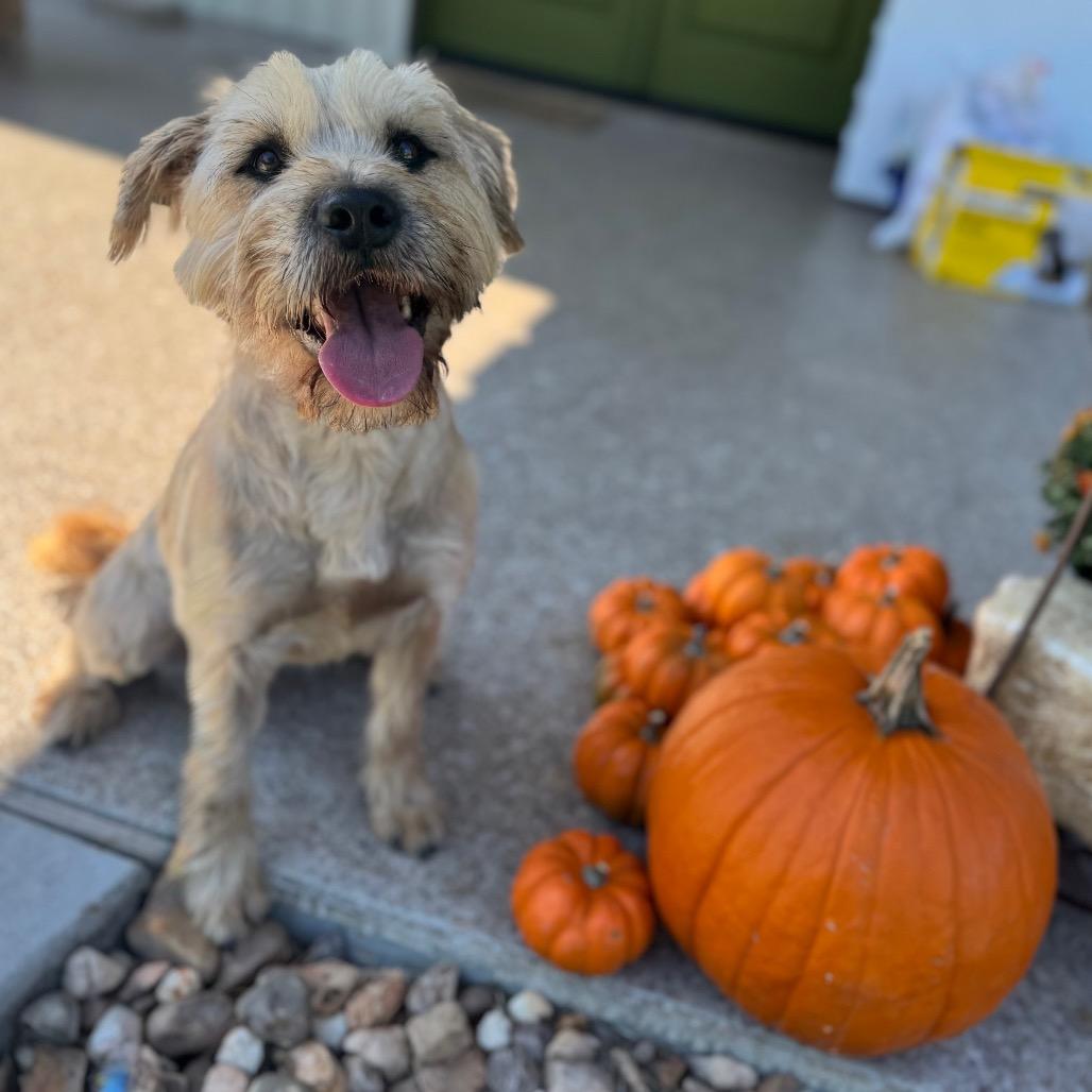 Megan, a Adoptable mixed breed in Houston, TX image 2/6