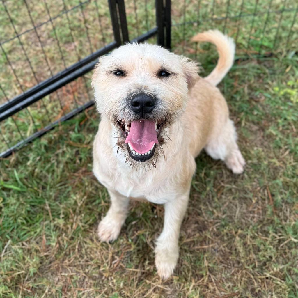 Enlarge Megan, a Adoptable mixed breed in Houston, TX image 3/6