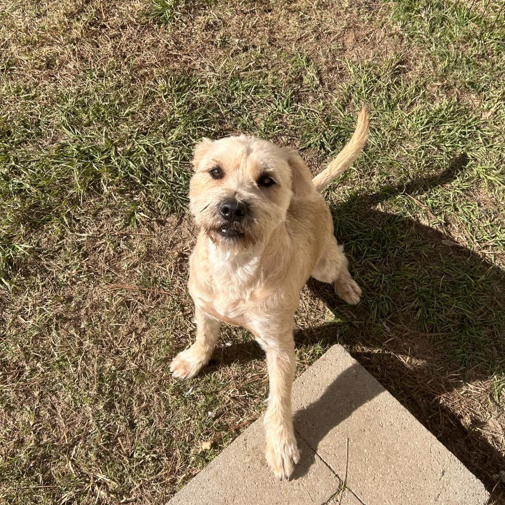 Megan, a Adoptable mixed breed in Houston, TX image 4/6