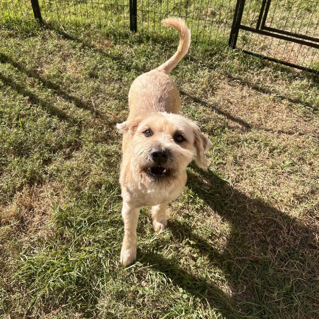 Megan, a Adoptable mixed breed in Houston, TX image 5/6