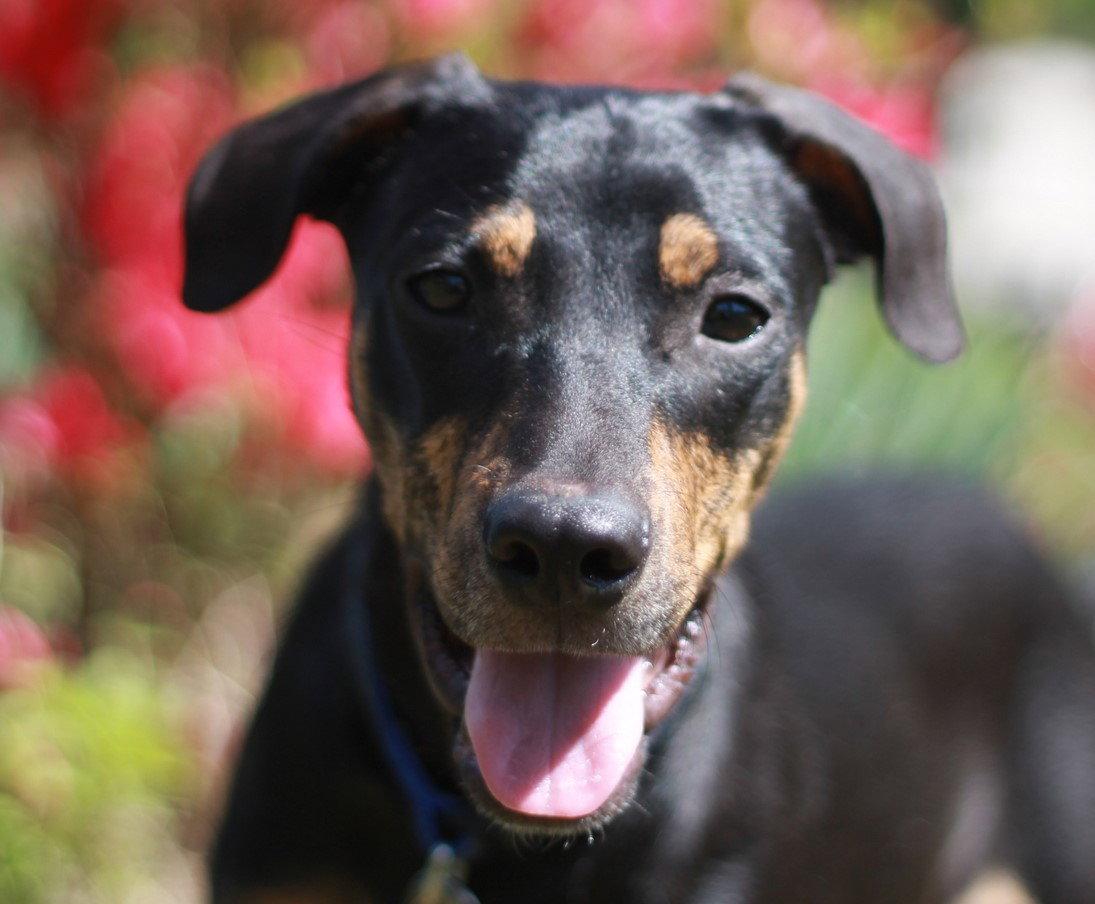 Bennie - MEET ME @ PETCO 5/2!, Adoptable, Young Male Beagle & Mountain Cur.