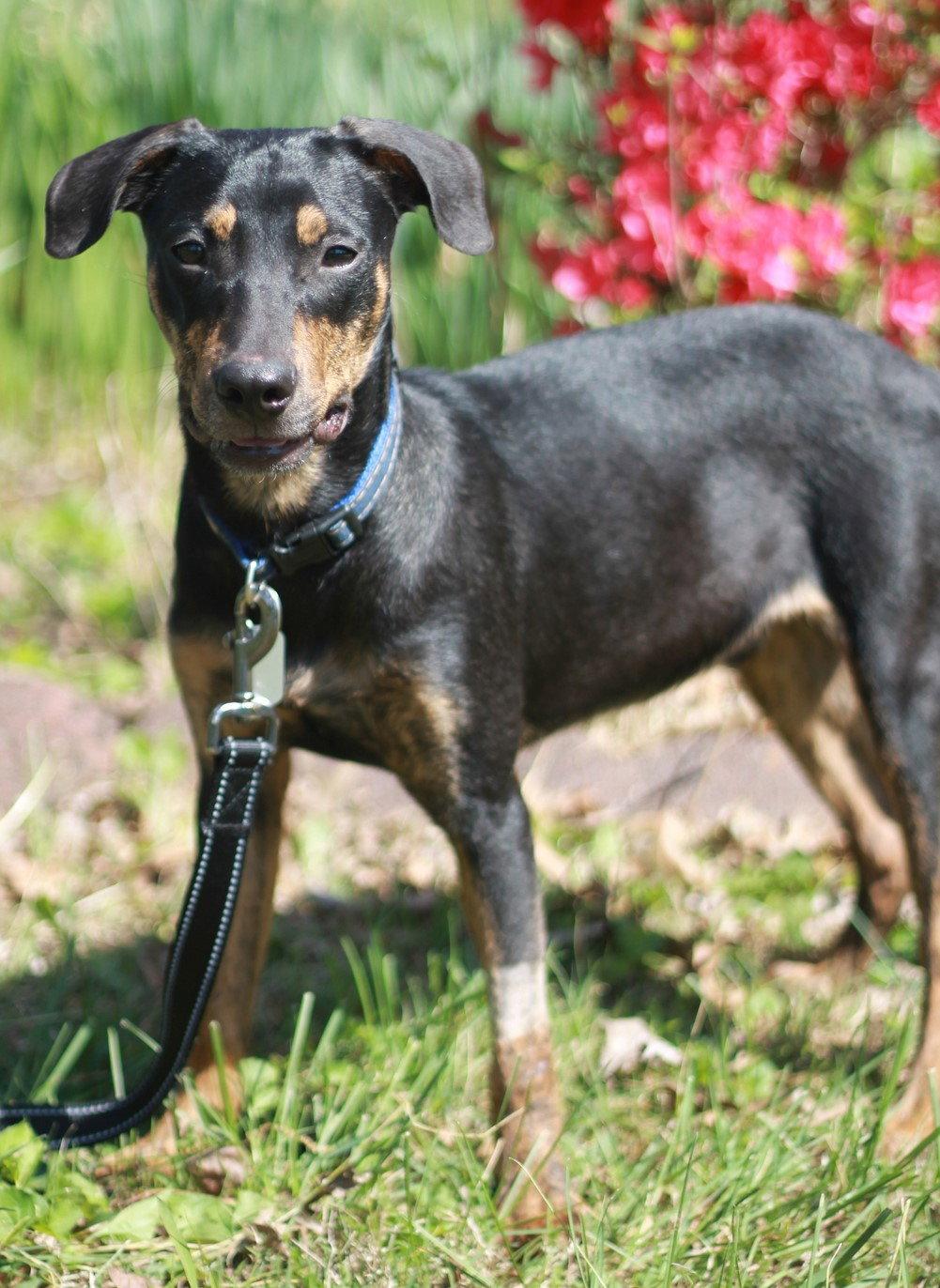 Enlarge Bennie - MEET ME @ PETCO 5/2!, a Adoptable mixed breed in Cookeville, TN image 2/3