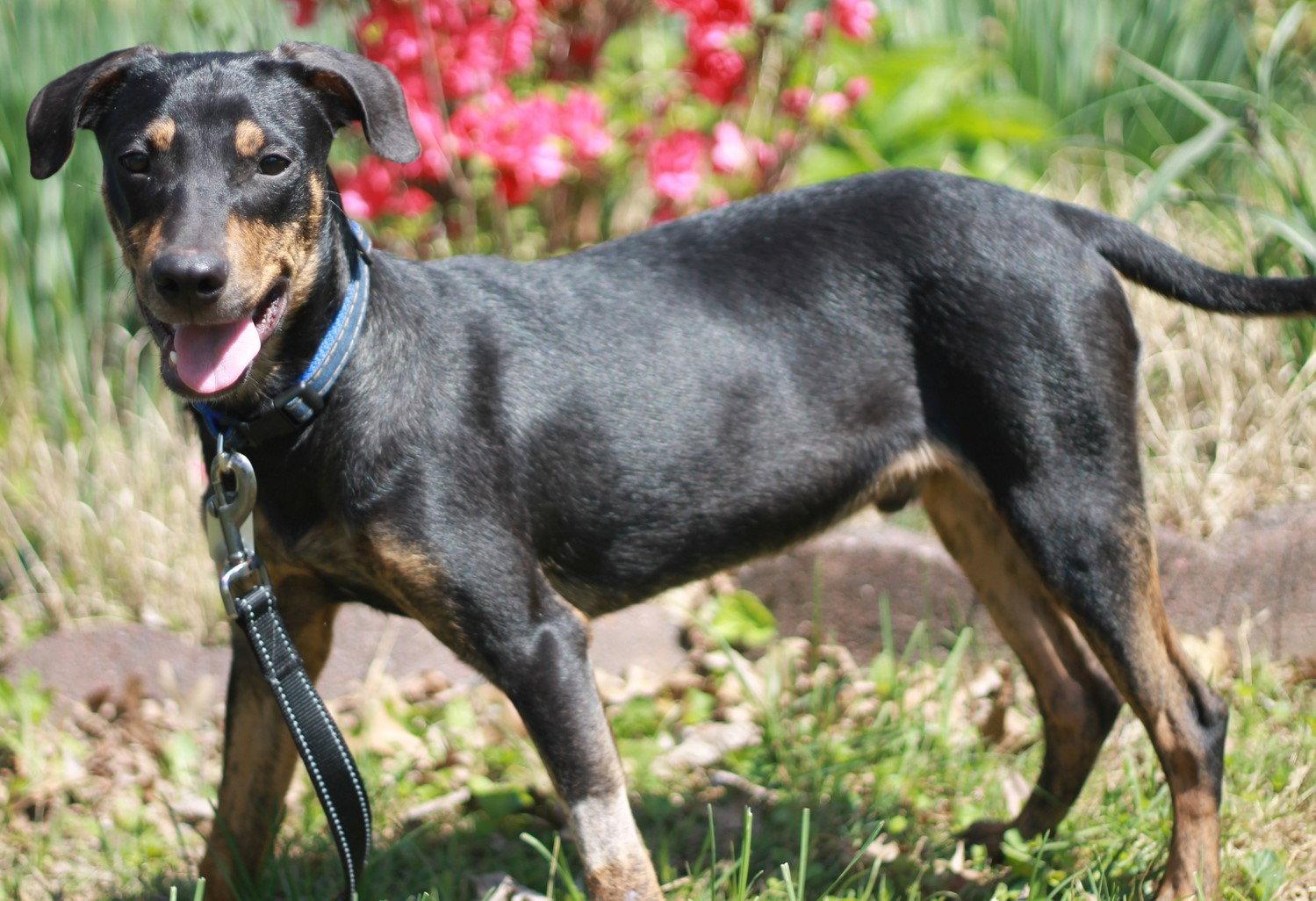 Enlarge Bennie - MEET ME @ PETCO 5/2!, a Adoptable mixed breed in Cookeville, TN image 3/3