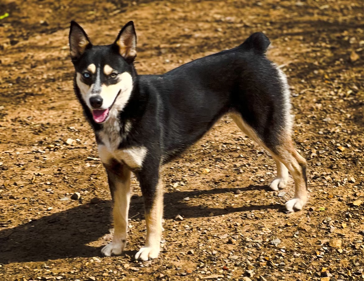 Enlarge Kaina, a Adoptable mixed breed image 1/1