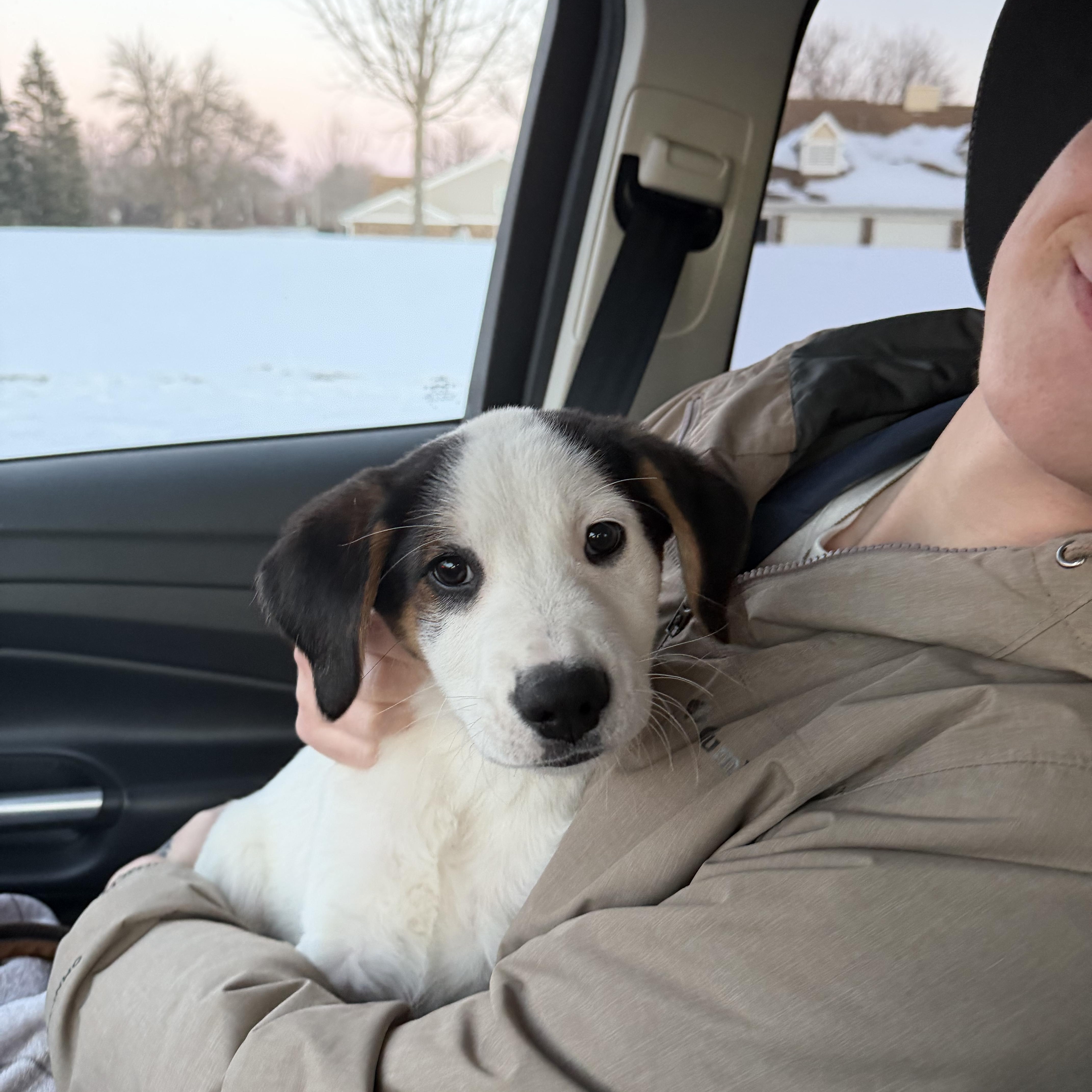 Enlarge Snoopy, an adopted mixed breed in Crystal Lake, IL image 5/5