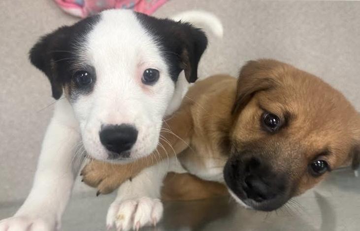 Enlarge Snoopy, an adopted mixed breed in Crystal Lake, IL image 2/5