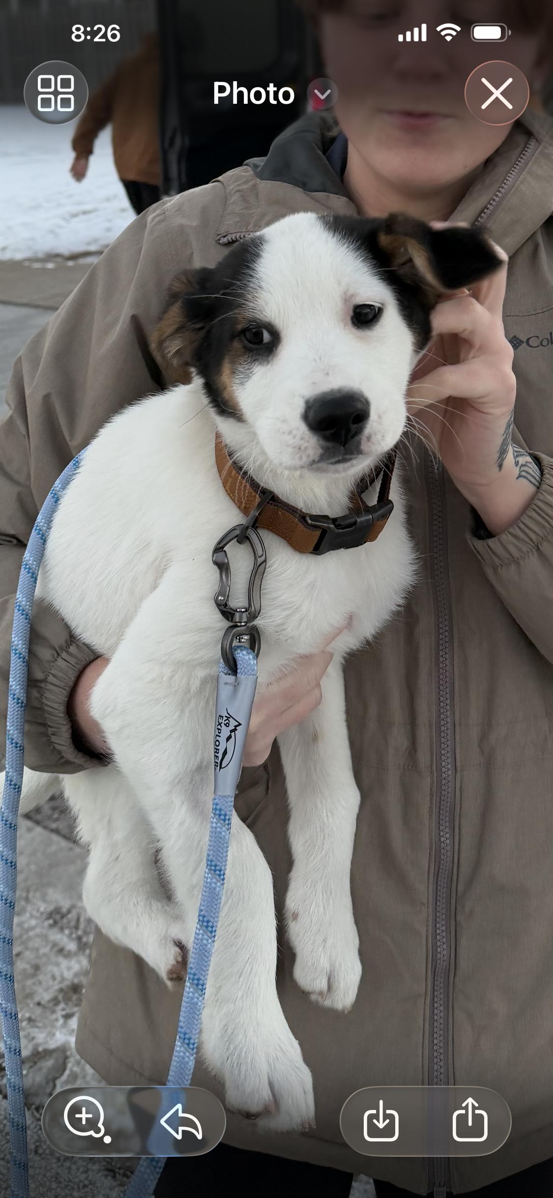 Enlarge Snoopy, an adopted mixed breed in Crystal Lake, IL image 1/5