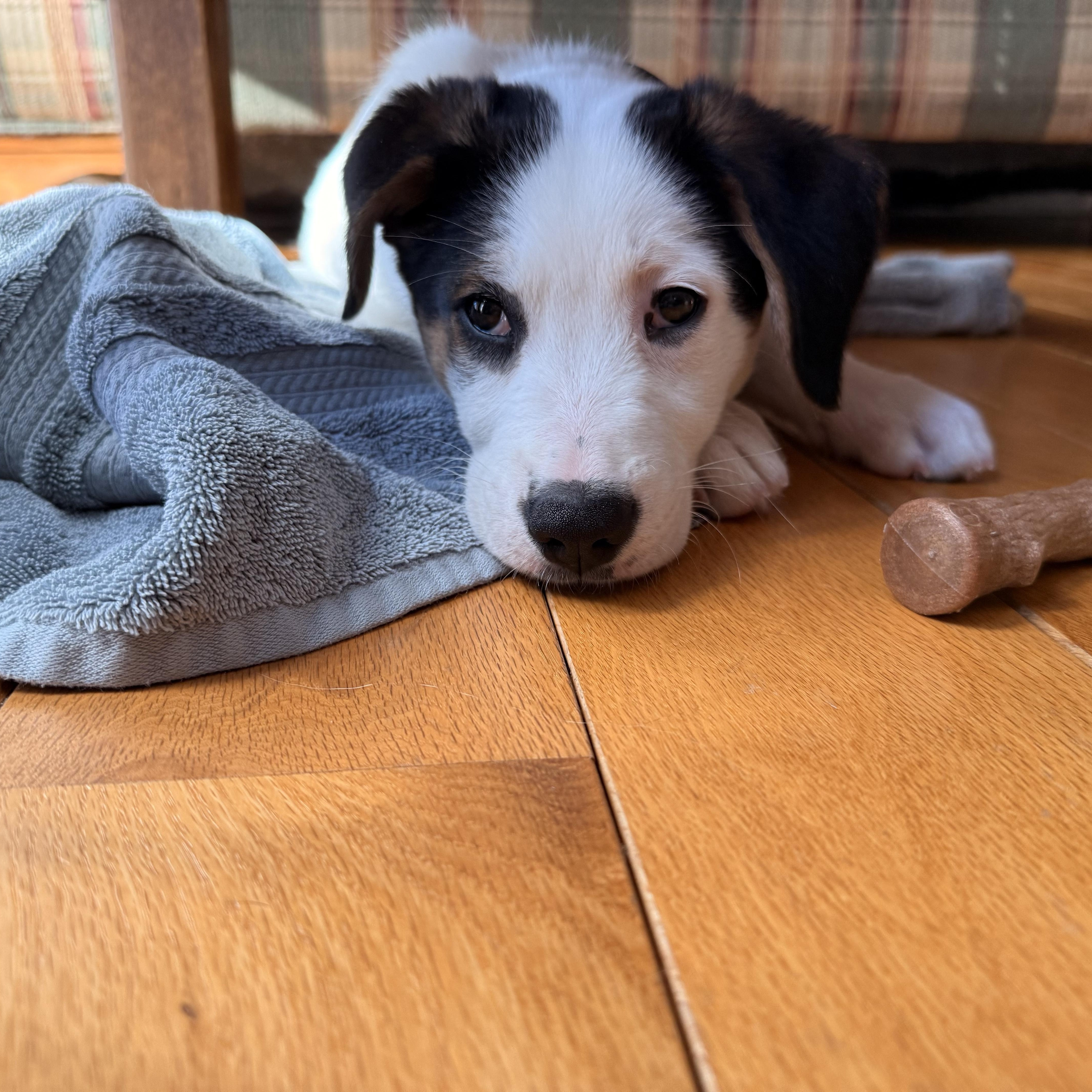 Enlarge Snoopy, an adopted mixed breed in Crystal Lake, IL image 3/5