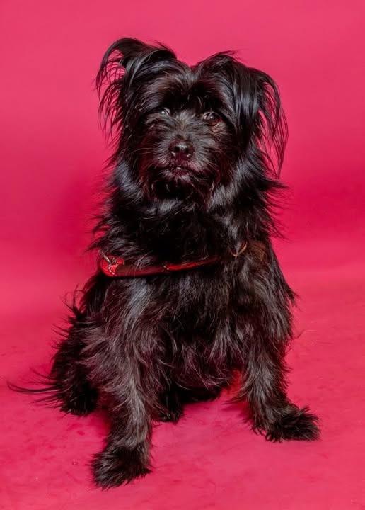 Enlarge Biggie, an adopted mixed breed in Severn, MD image 2/2