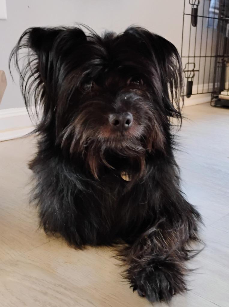 Enlarge Biggie, an adopted mixed breed in Severn, MD image 1/2