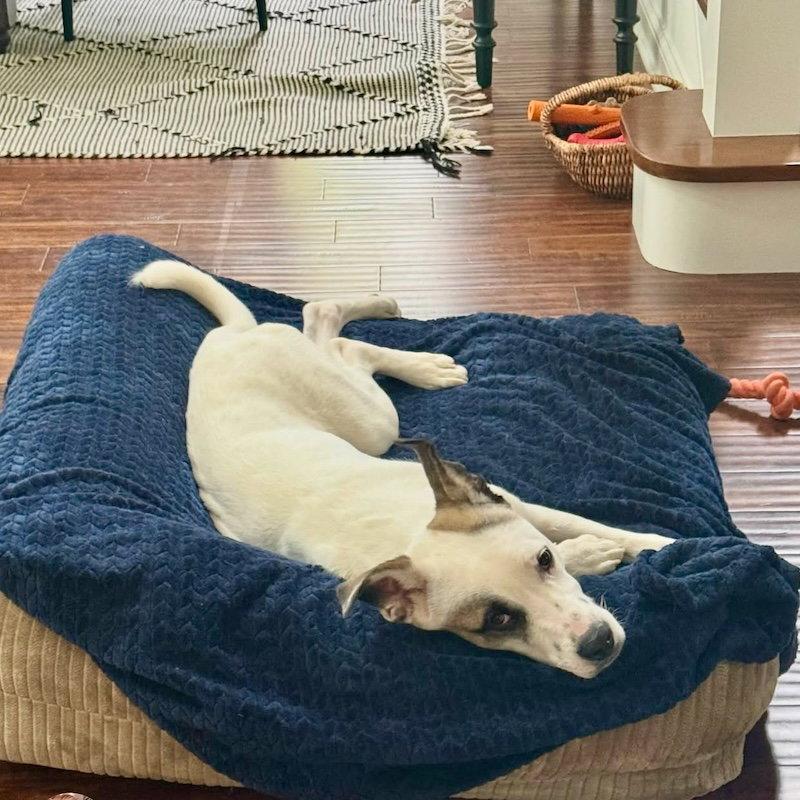 Enlarge Tucker, a Adopted mixed breed in San Juan Capistrano, CA image 1/3