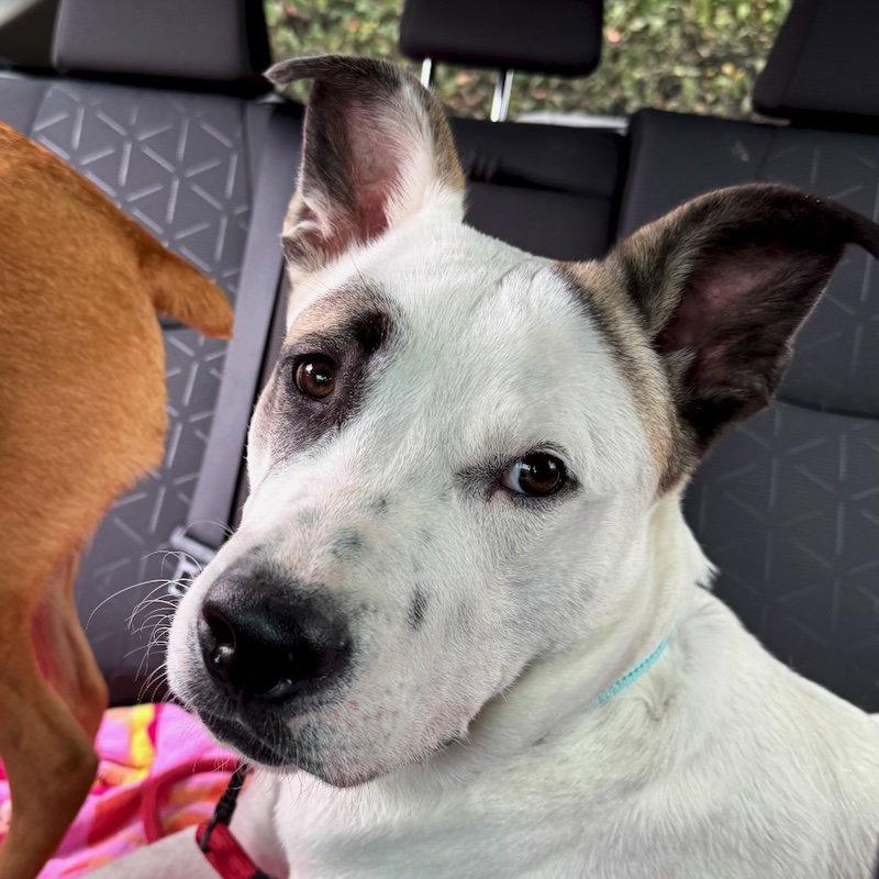 Enlarge Tucker, a Adopted mixed breed in San Juan Capistrano, CA image 3/3