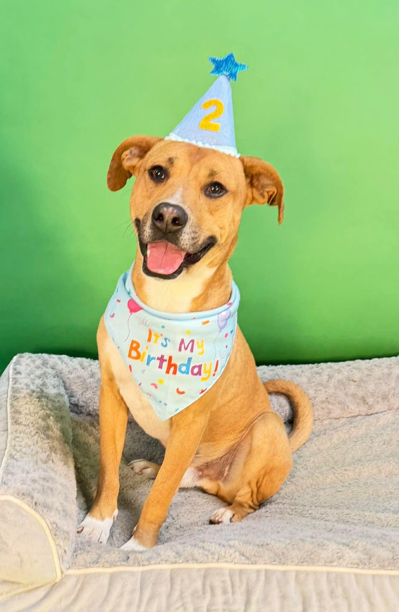 Rhett, Adoptable, Young Male Mixed Breed.