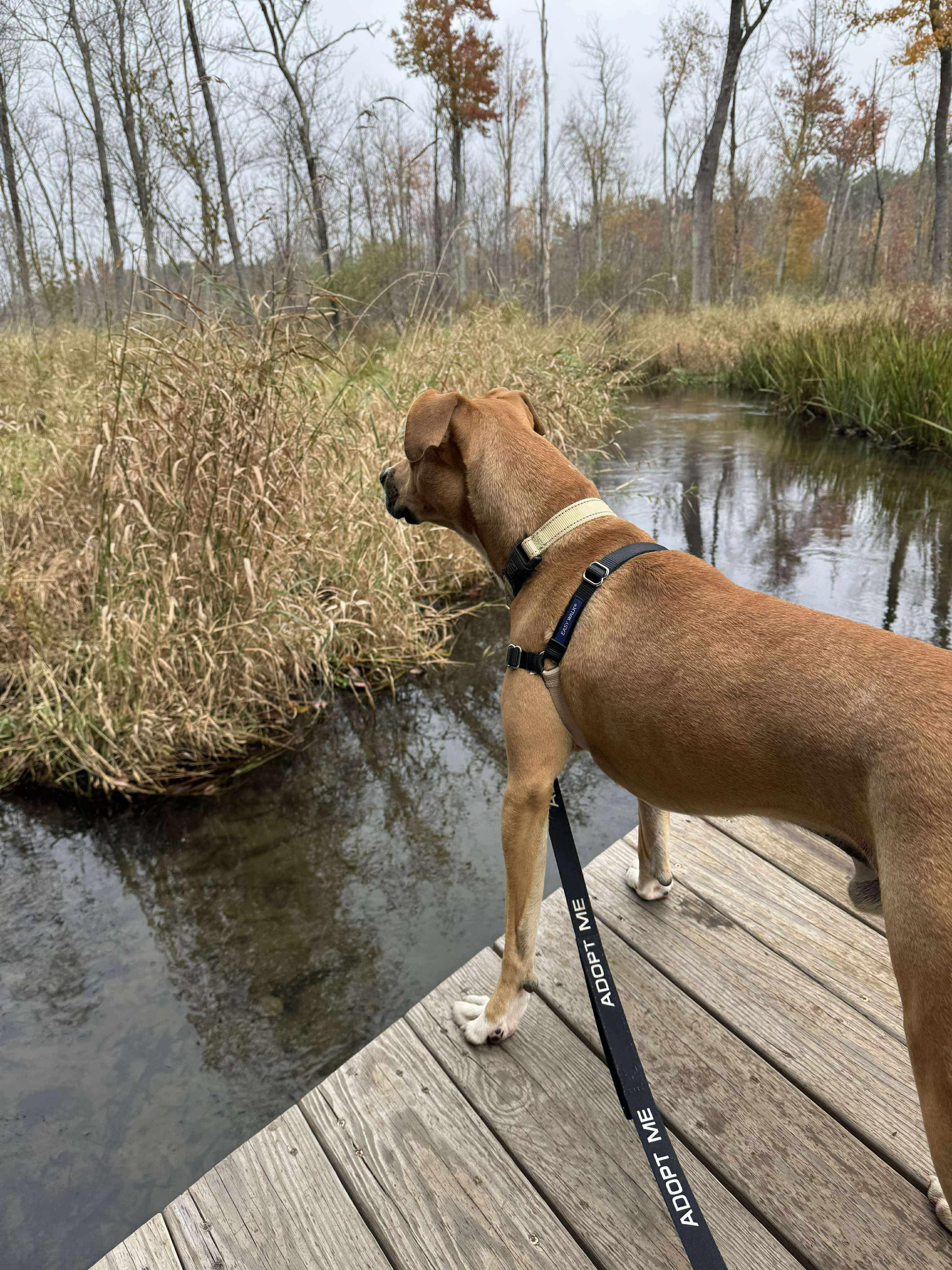 Rhett, a Adoptable Mixed Breed in Argyle, NY image 4/6