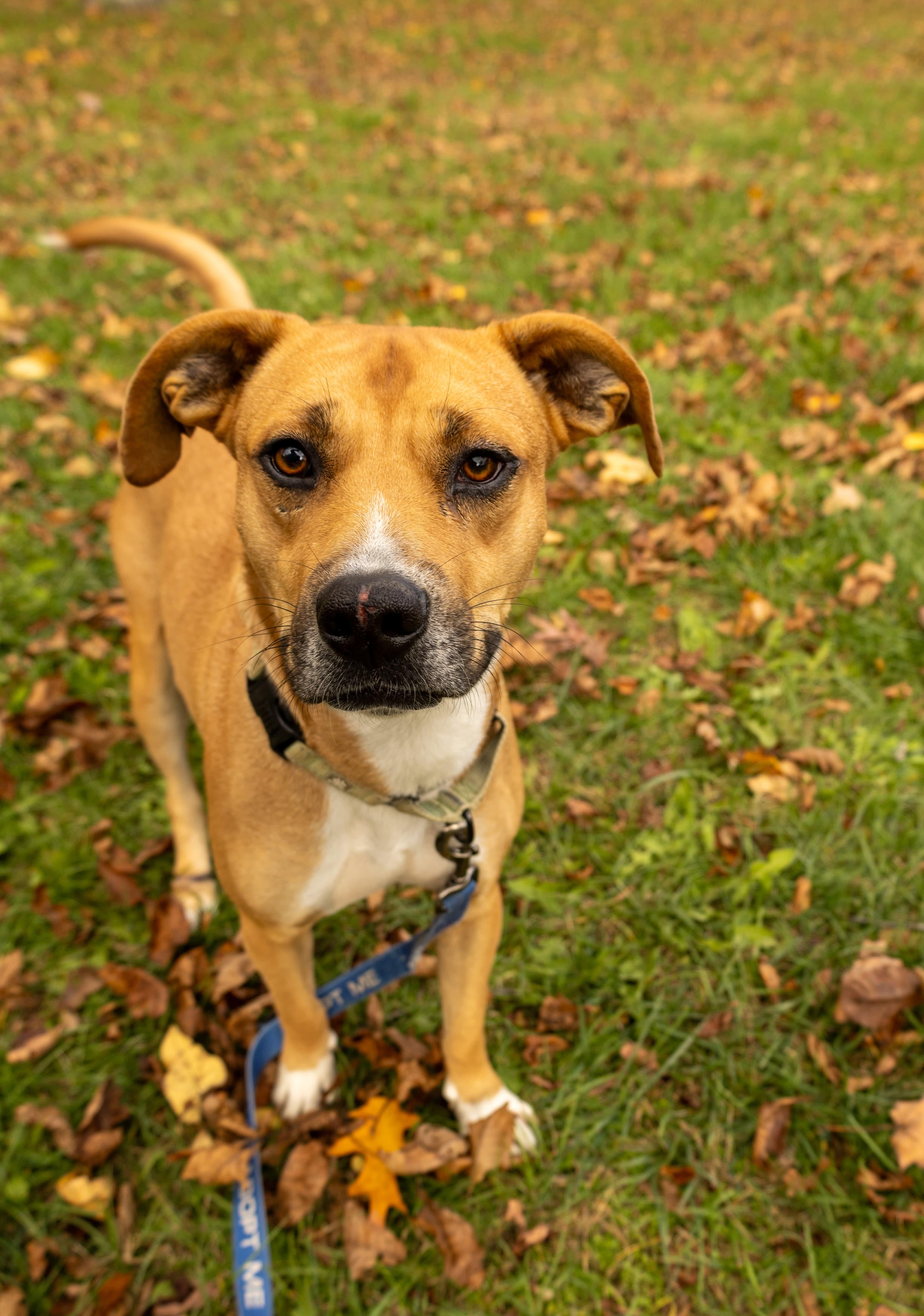 Rhett, Adoptable, Young Male Mixed Breed.