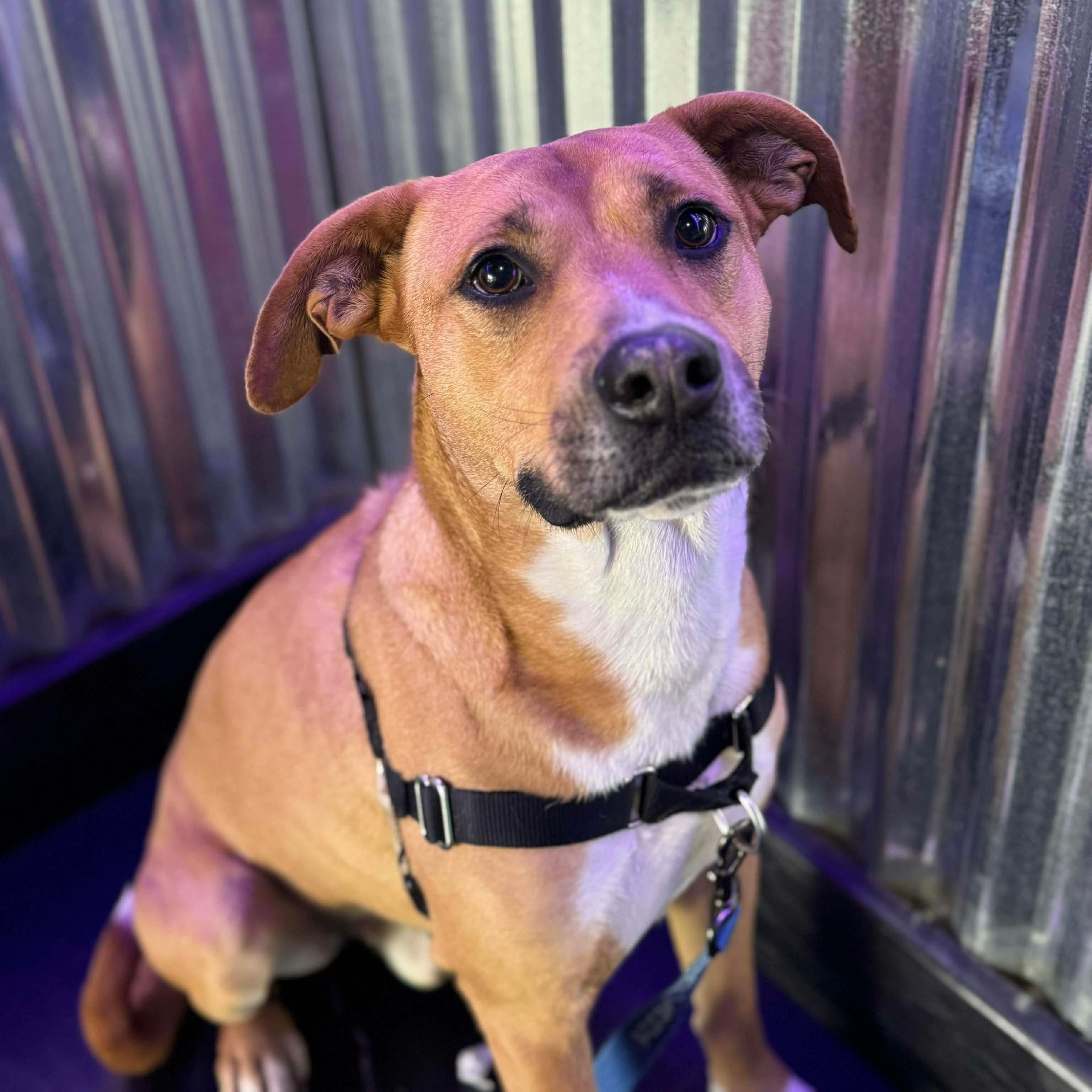 Enlarge Rhett, an adopted Mixed Breed in Argyle, NY image 2/6