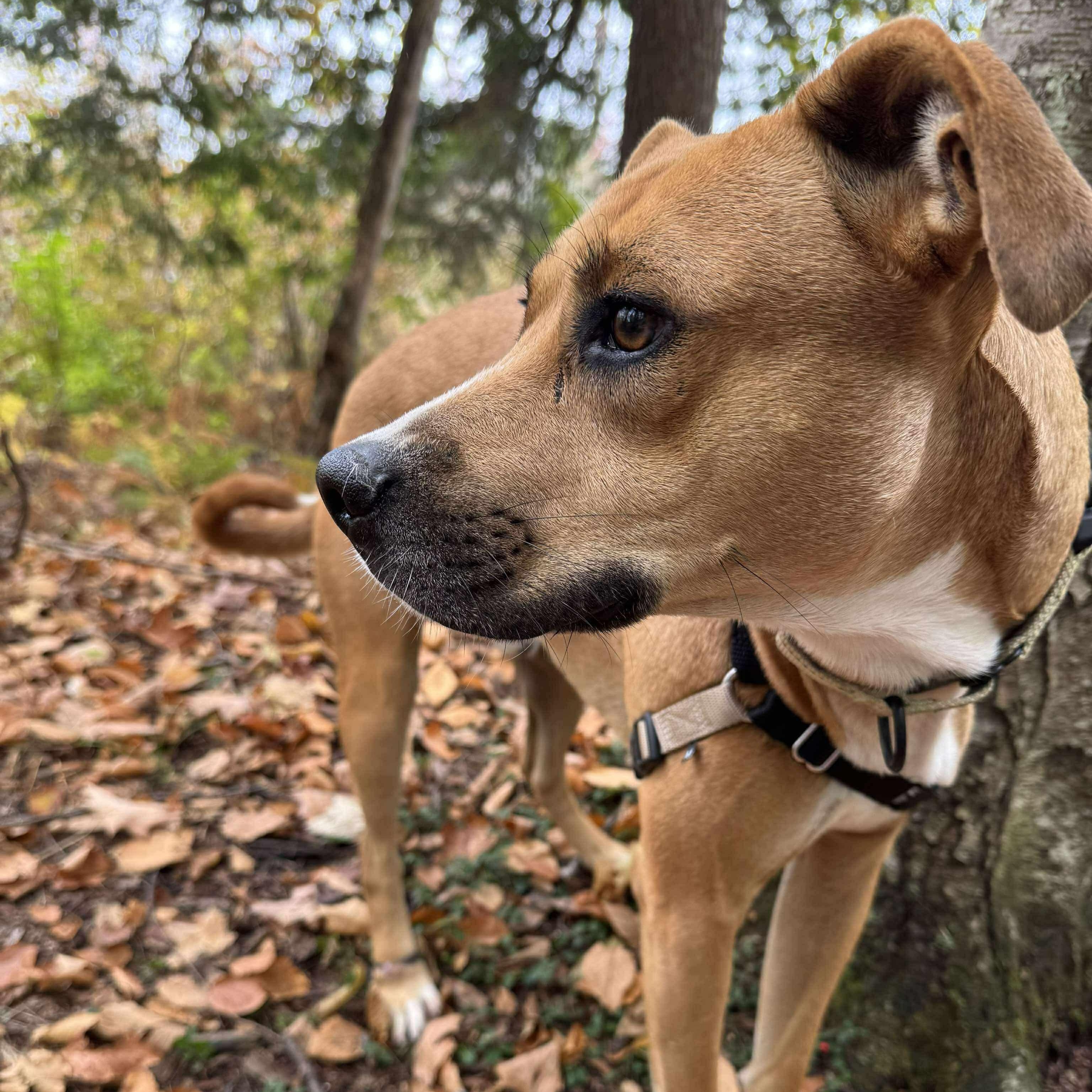 Rhett, a Adoptable Mixed Breed in Argyle, NY image 2/6