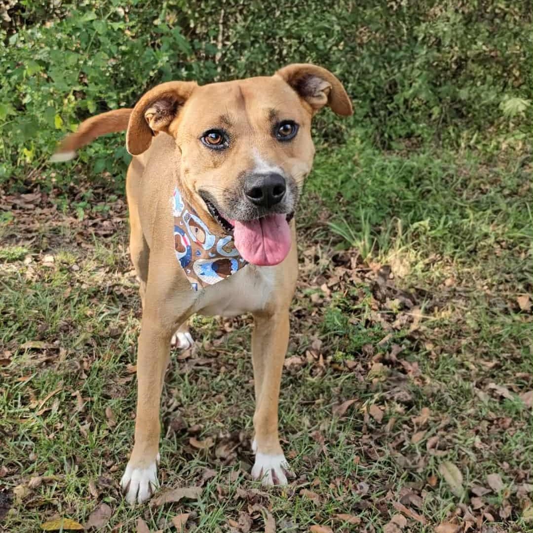 Rhett, a Adoptable Mixed Breed in Argyle, NY image 5/6