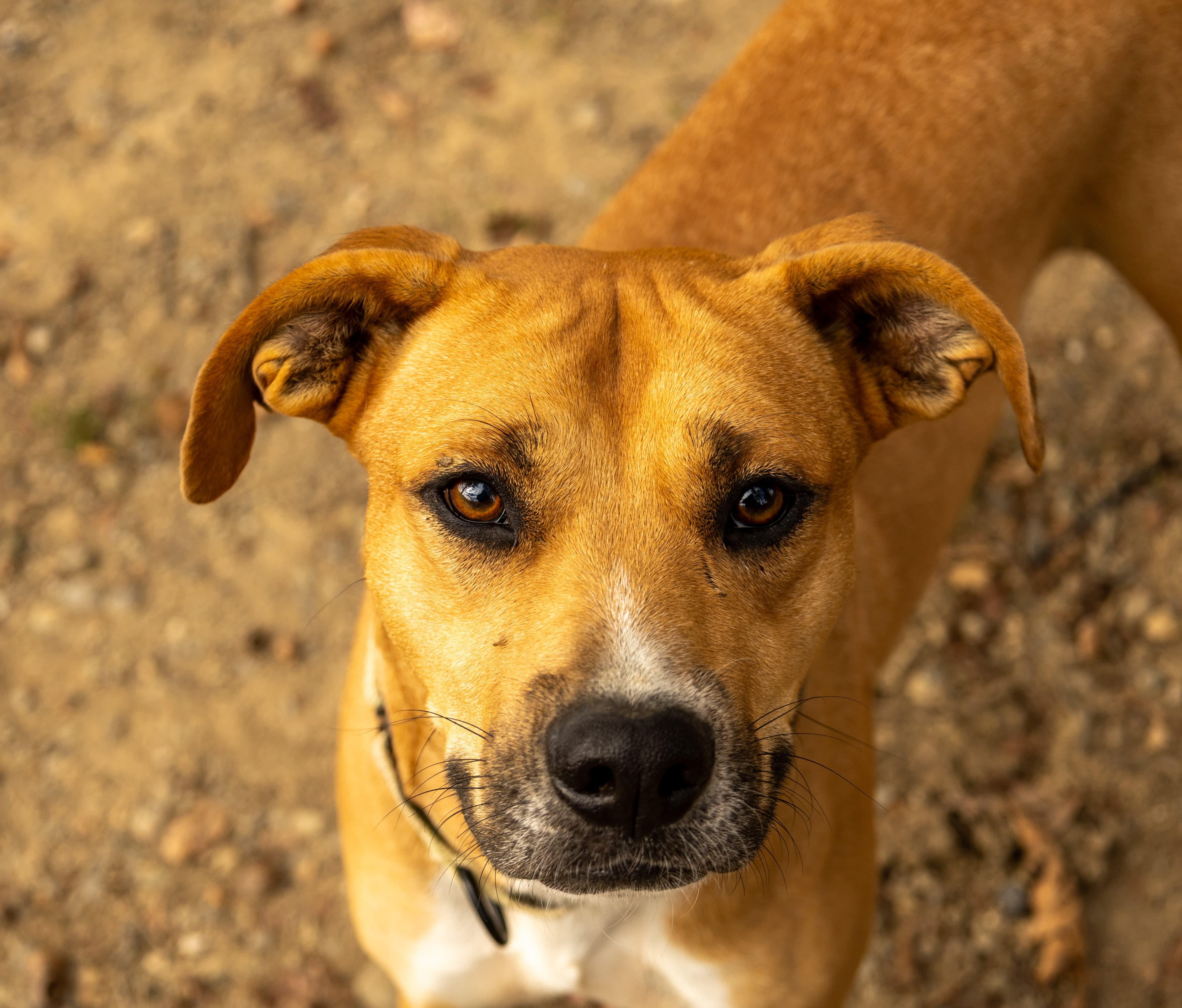 Rhett, a Adoptable Mixed Breed in Argyle, NY image 3/6