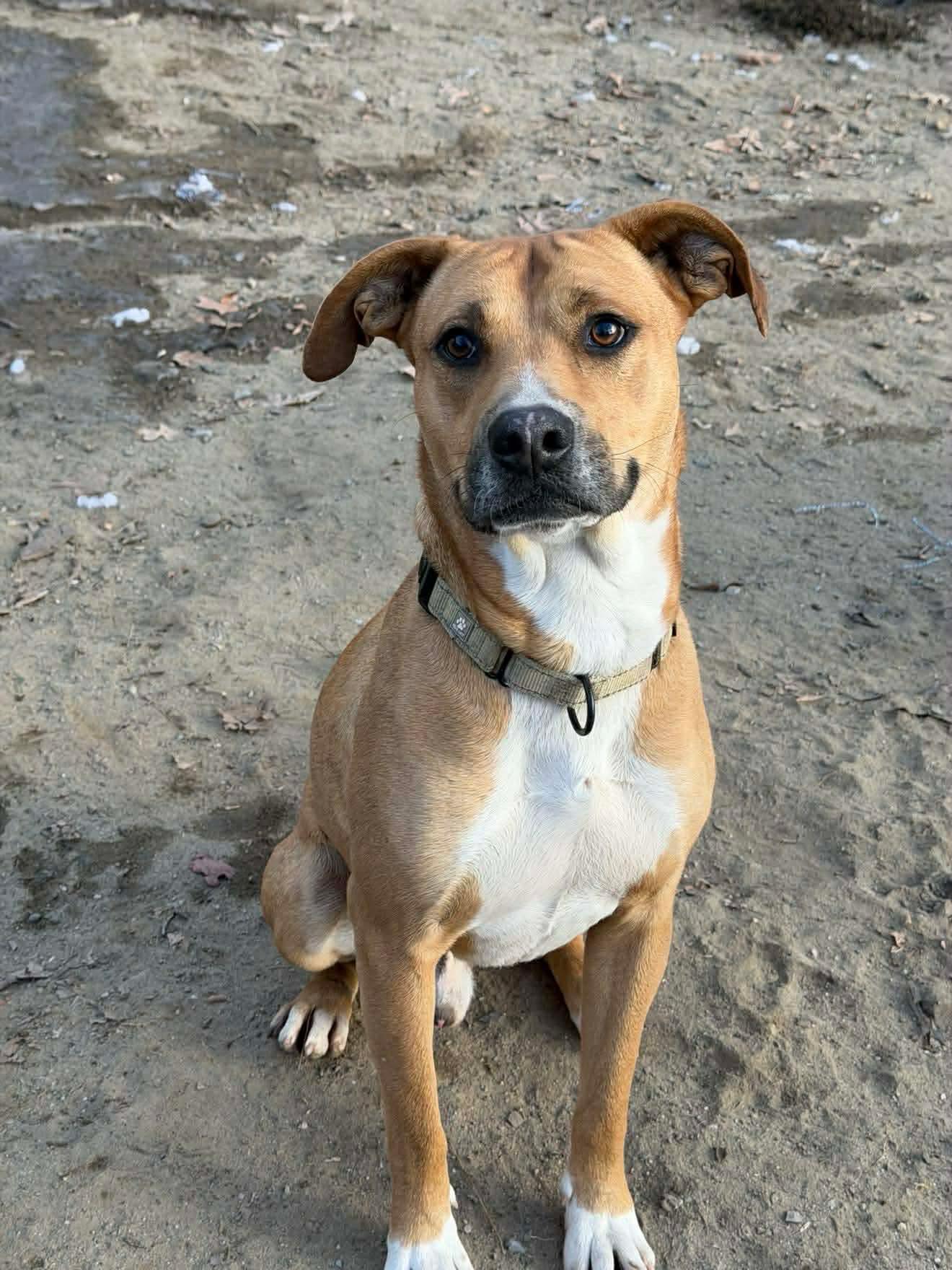 Enlarge Rhett, a Adoptable Mixed Breed in Argyle, NY image 1/6