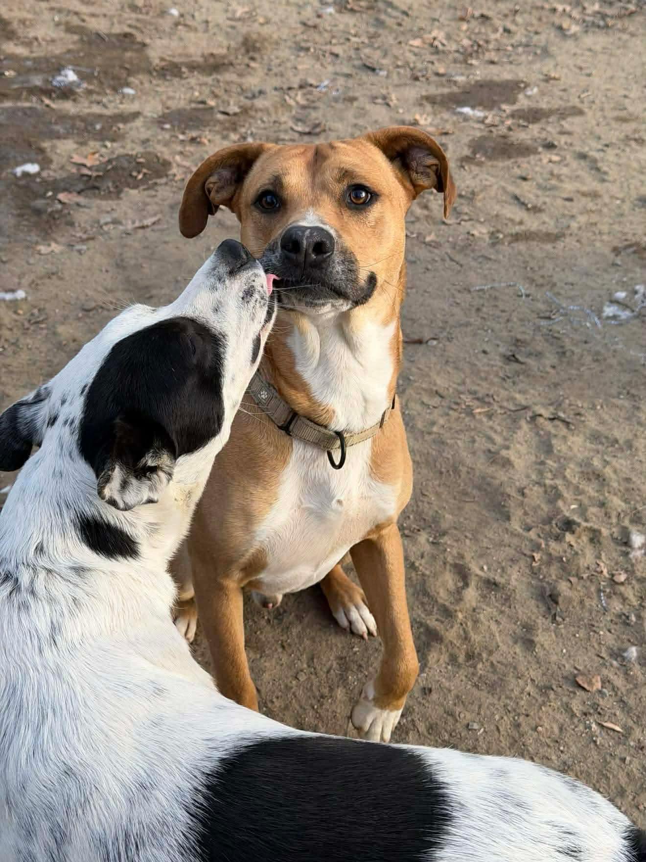 Enlarge Rhett, a Adoptable Mixed Breed in Argyle, NY image 5/6