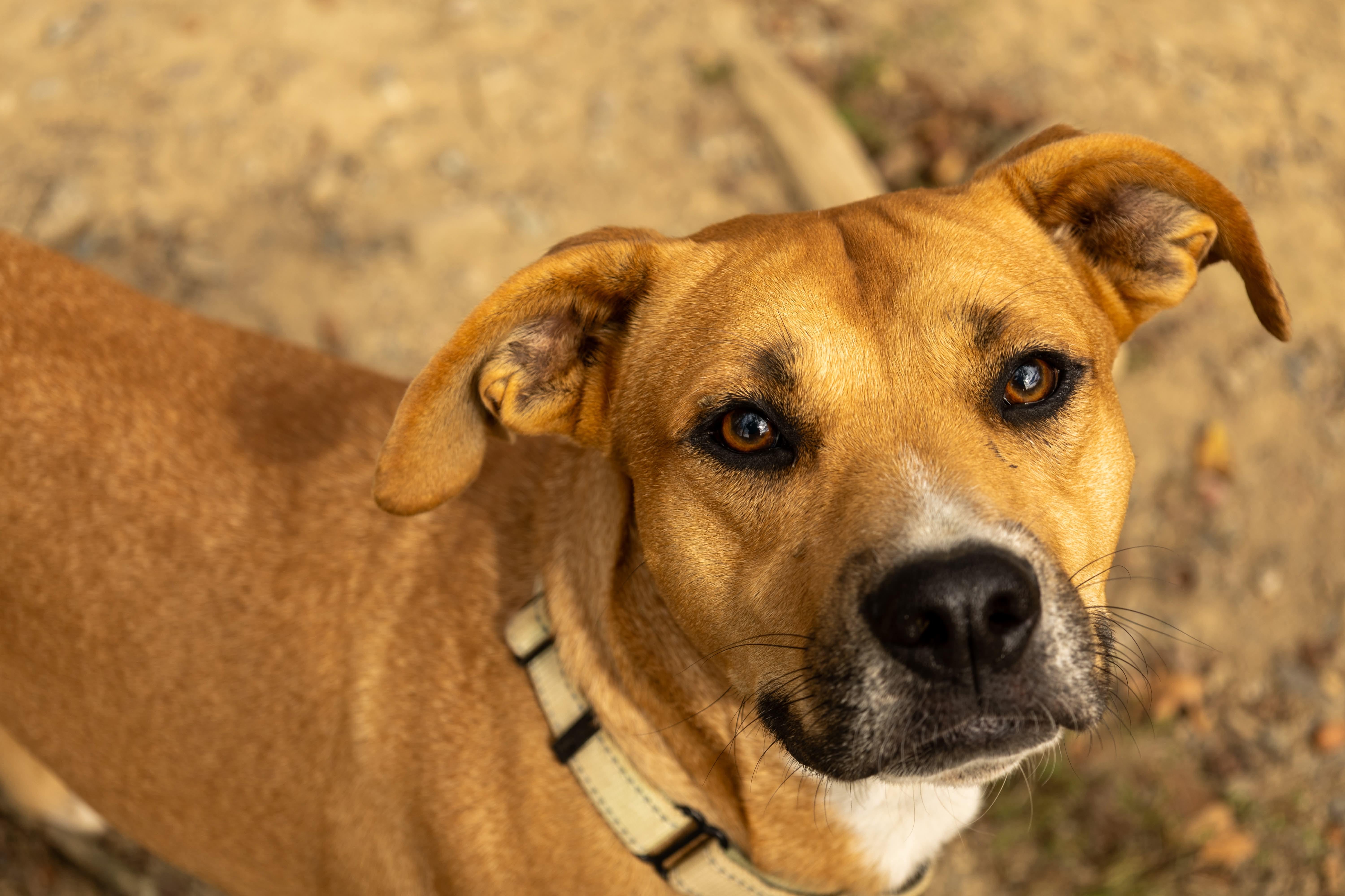 Rhett, a Adoptable Mixed Breed in Argyle, NY image 6/6