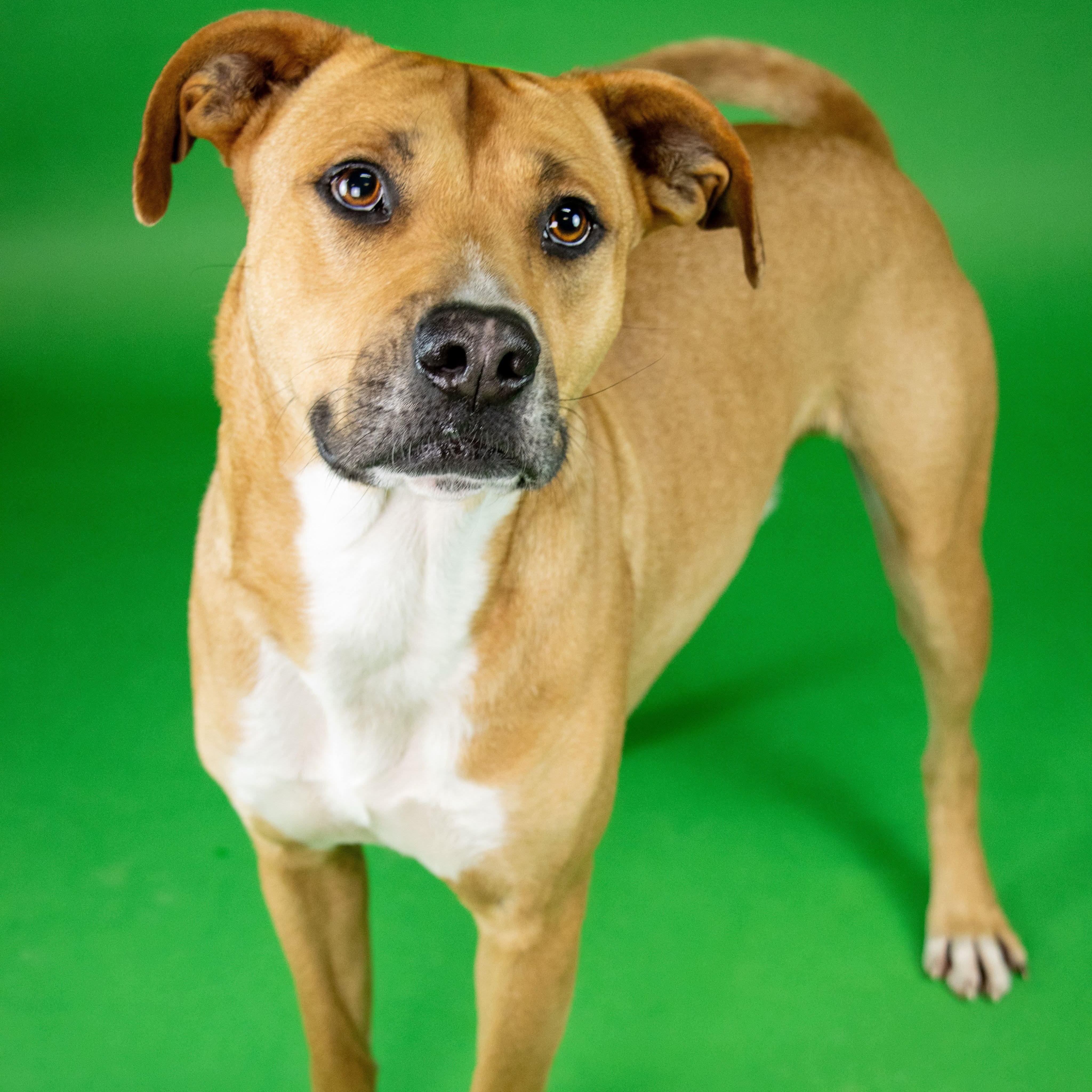 Rhett, Adoptable, Young Male Mixed Breed.