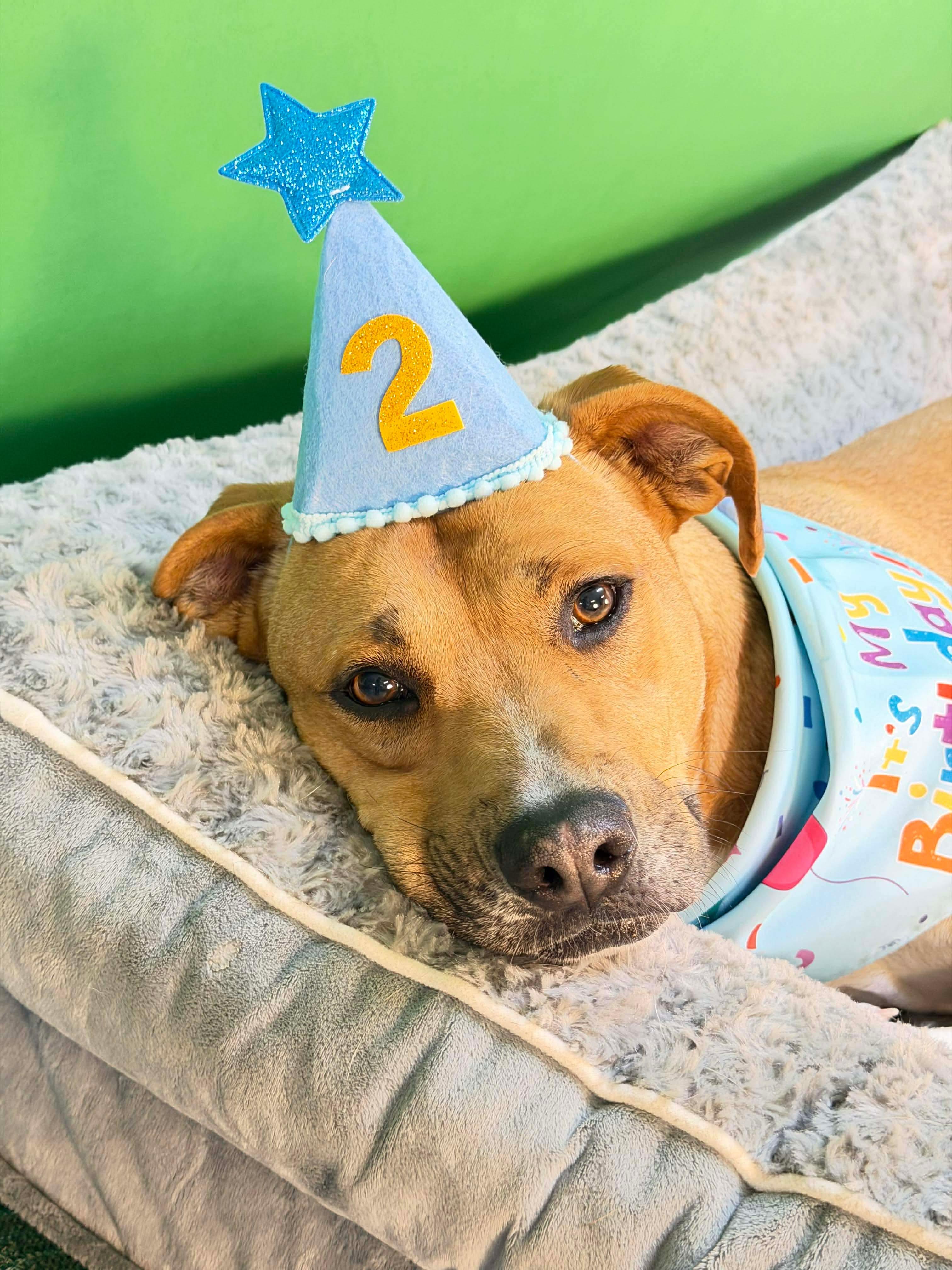 Enlarge Rhett, an adopted Mixed Breed in Argyle, NY image 6/6