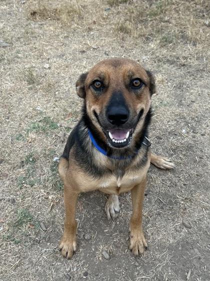 Oso, Adoptable, Puppy Male Shepherd & Mixed Breed.