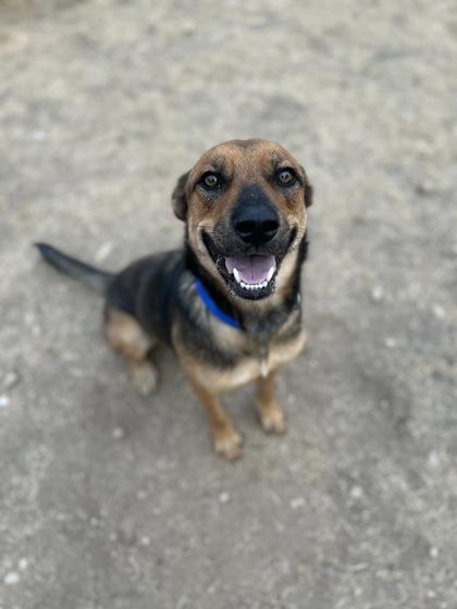 Oso, a Adoptable mixed breed in San Marcos, TX image 2/3