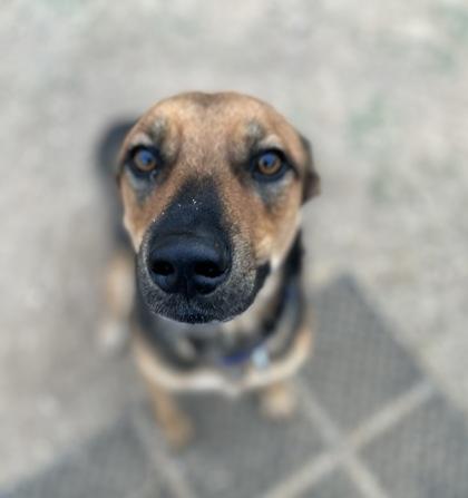 Oso, a Adoptable mixed breed in San Marcos, TX image 3/3