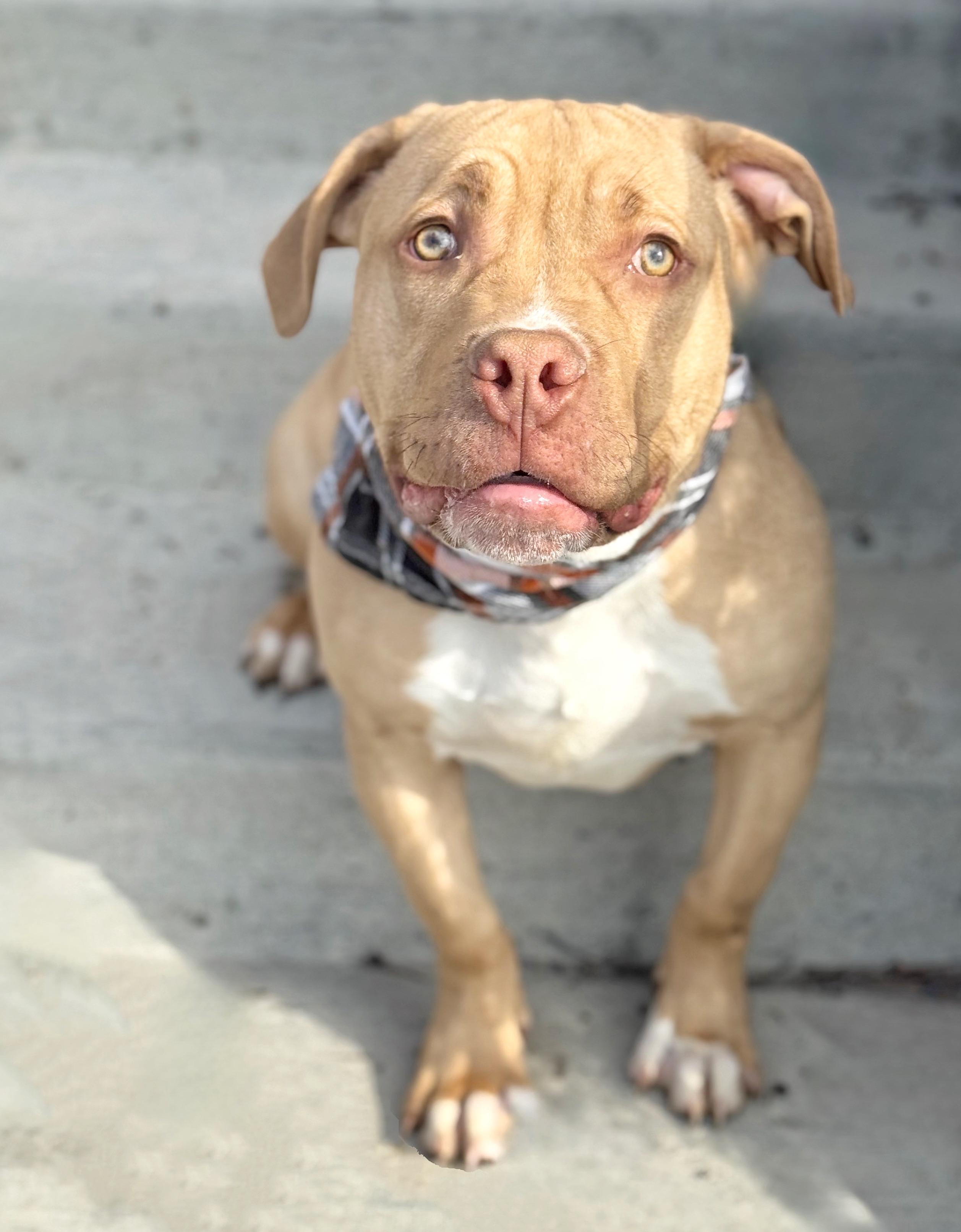 Buster , an adopted mixed breed in Buffalo, NY image 4/6