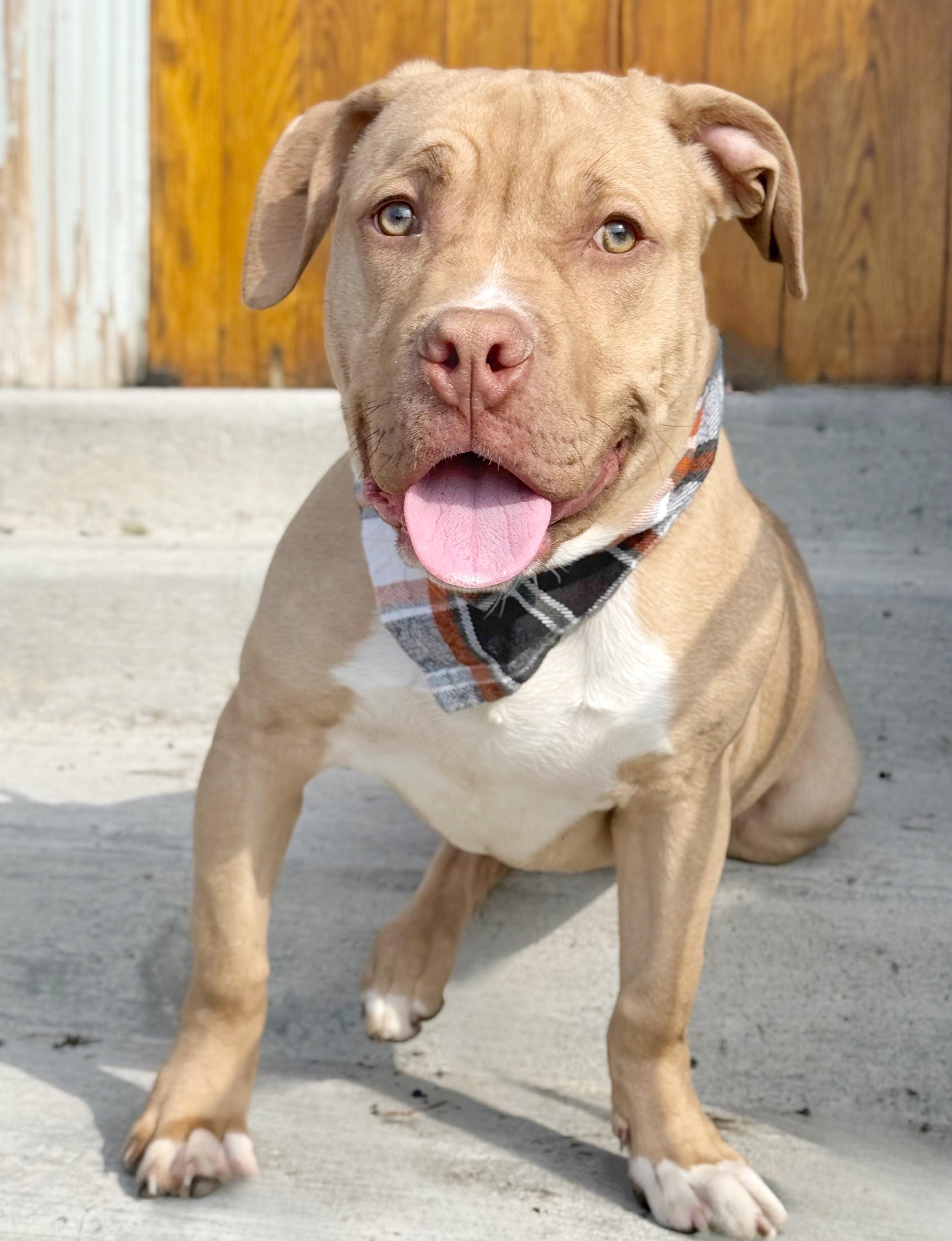 Buster , an adopted mixed breed in Buffalo, NY image 1/6