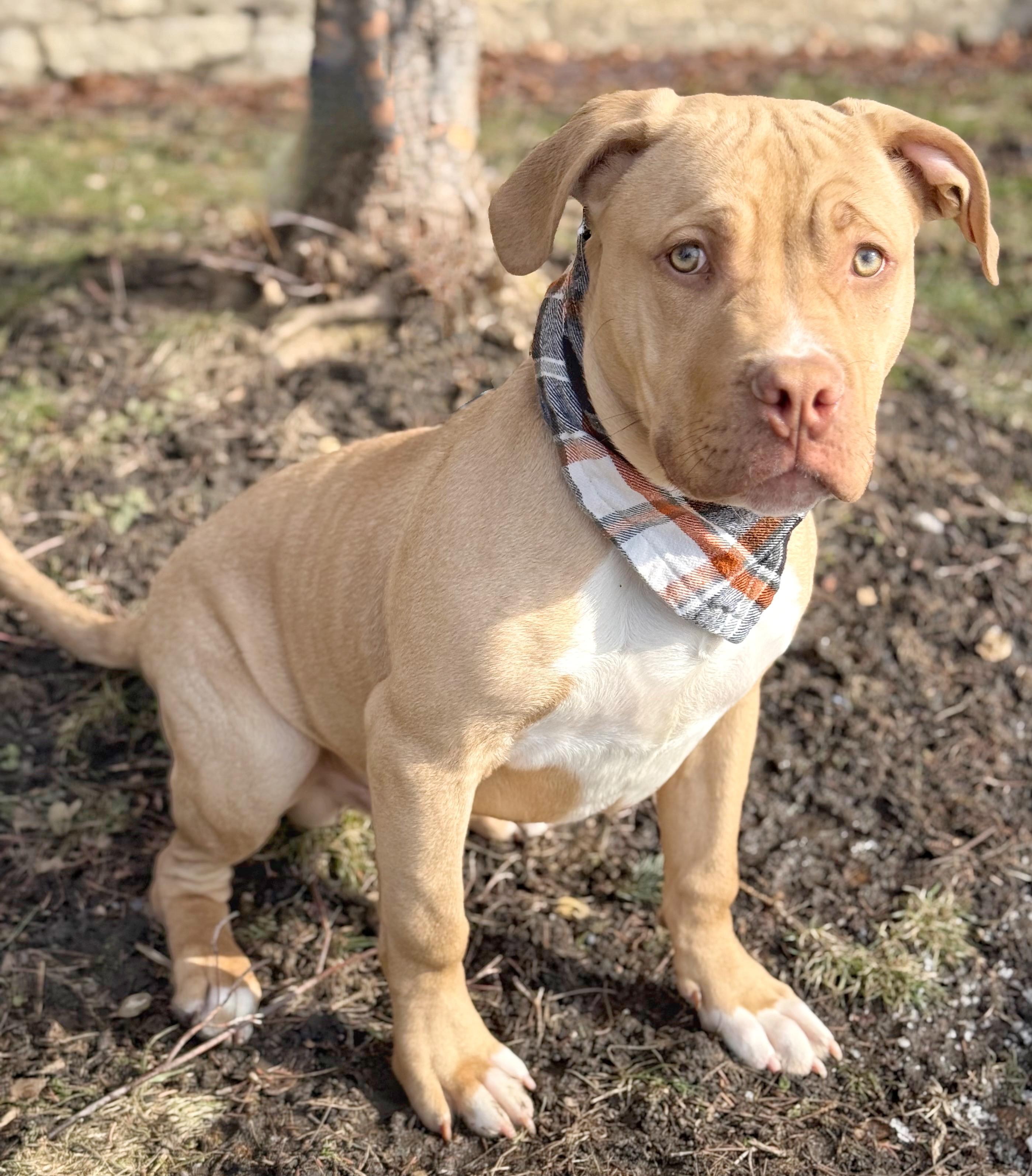 Buster , an adopted mixed breed in Buffalo, NY image 3/6